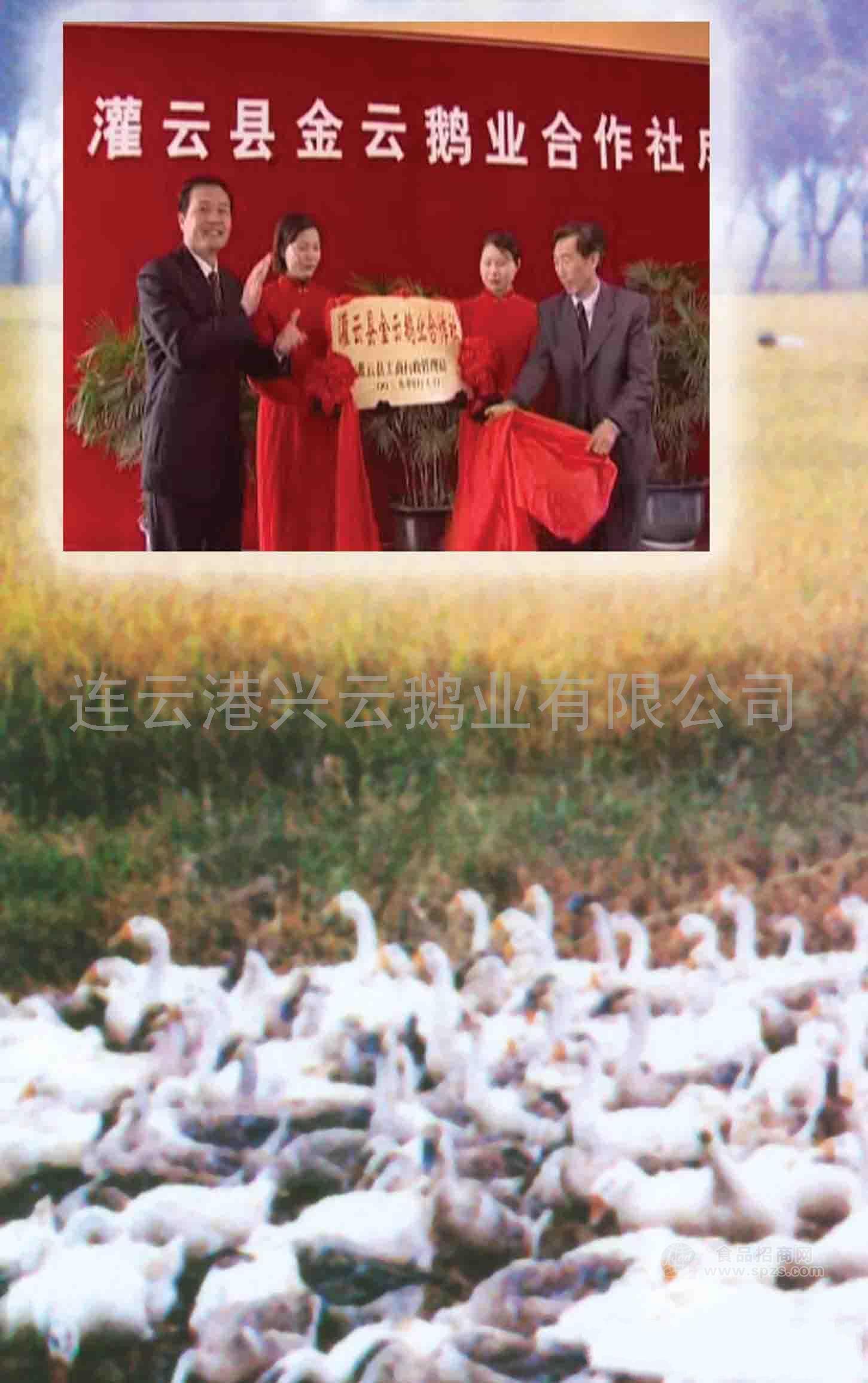供應(yīng)鵝(圖)