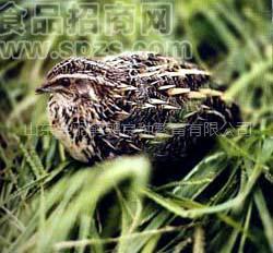 金羽鵪鶉