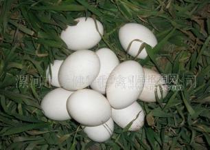 放养鲜鹅蛋