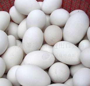 新鲜鹅蛋、鹅水蛋