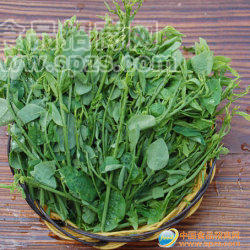 供應(yīng)綠色野菜，葉菜類（紫背菜，人參菜，紅薯葉）