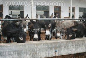 供应万豪牧业肉驴小毛驴养殖基地