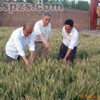 小麦种子 种苗 河南小麦种子—新农种业