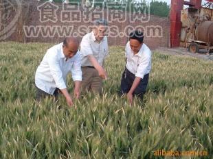 小麦种子 种苗 河南小麦种子—新农种业