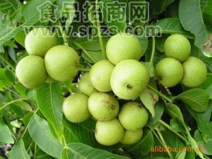 优质核桃苗