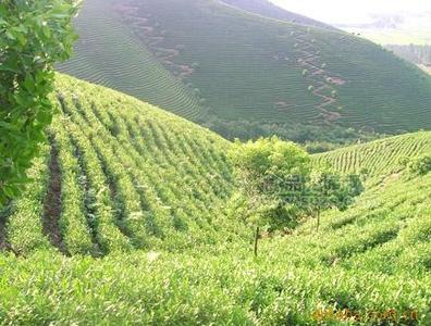 散裝正宗翠生園牌高山白茶