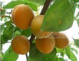 杏 / 供應(yīng)杏/ 金太陽杏/金黃色/肉多/增華瓜果商行 )