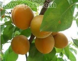 杏 / 供應(yīng)杏/ 金太陽(yáng)杏/金黃色/肉多/增華瓜果商行 )