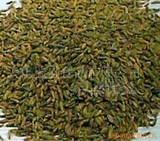 供应小茴香粉