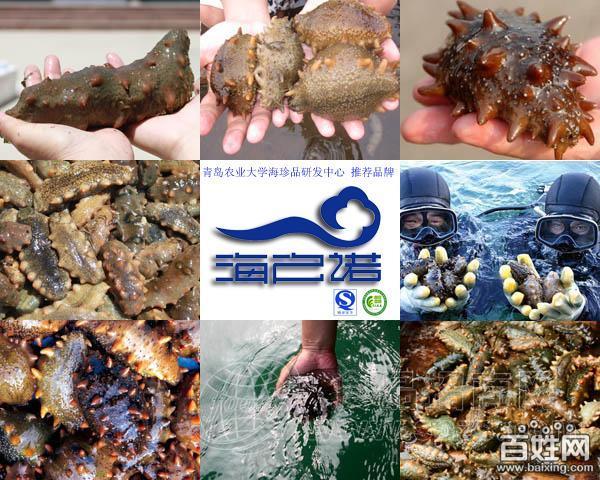 供应青岛优质淡干海参