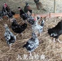 重庆贵妃鸡，四川贵妃鸡，云南贵妃鸡，陕西贵妃鸡