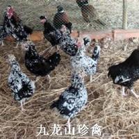 广西贵妃鸡，广西贵妃鸡养殖，广西贵妃鸡批发