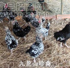 广西贵妃鸡，广西贵妃鸡养殖，广西贵妃鸡批发