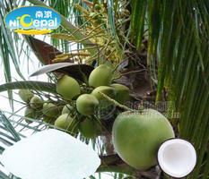 南派纯椰子粉粉（速溶椰子粉、天然椰子粉）