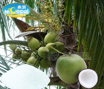 南派纯椰子粉粉（速溶椰子粉、天然椰子粉）