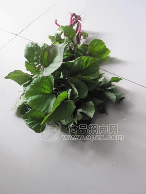 供应红薯苗 紫薯苗 河南红薯苗