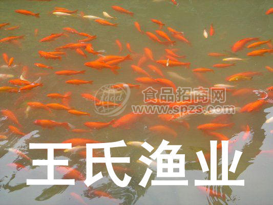 供應(yīng)觀賞魚