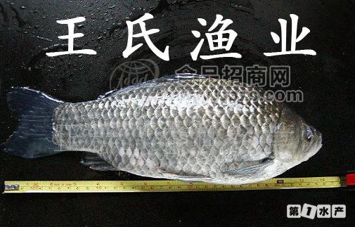 出售鲫鱼