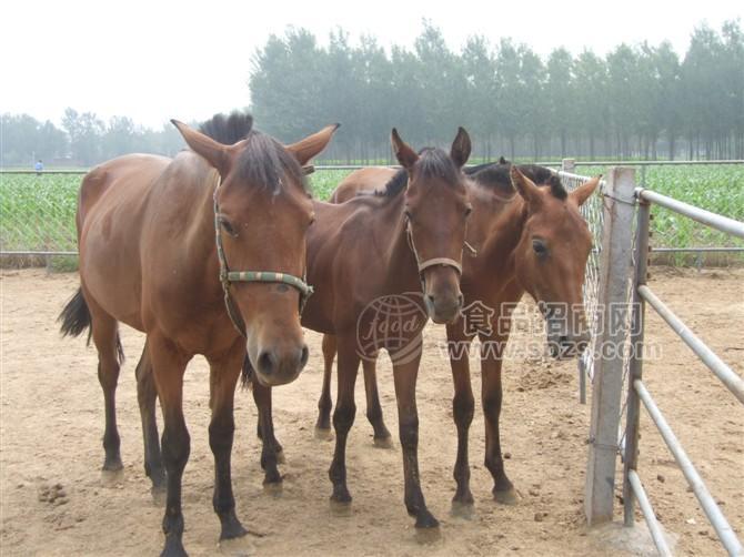 山西省 三河馬伊犁馬小馬價格