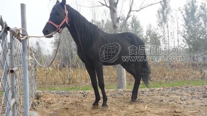 河北省新河縣 三河馬伊犁馬小馬價格