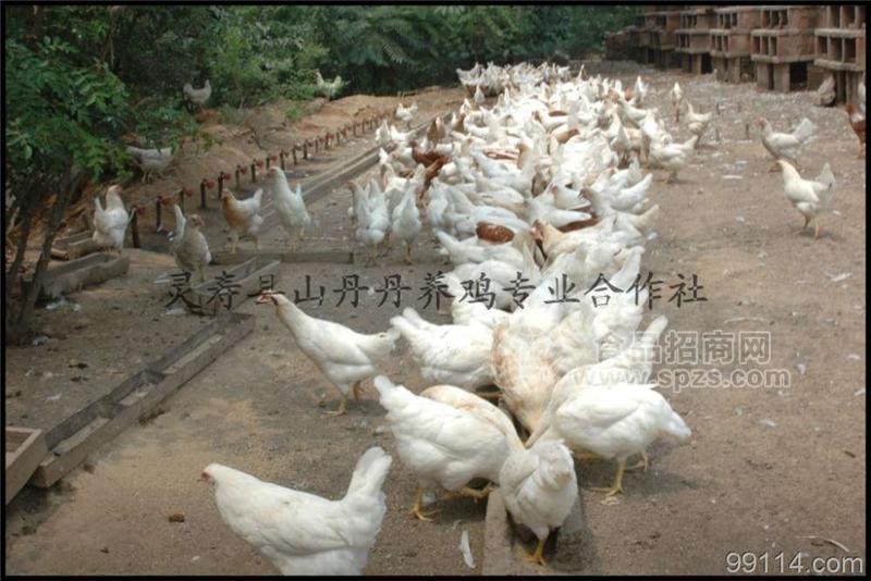 笨鸡蛋营养价值，基地柴鸡养殖