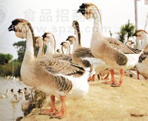 狮头鹅苗价格丨大连鹅苗价格丨四平鹅苗价格