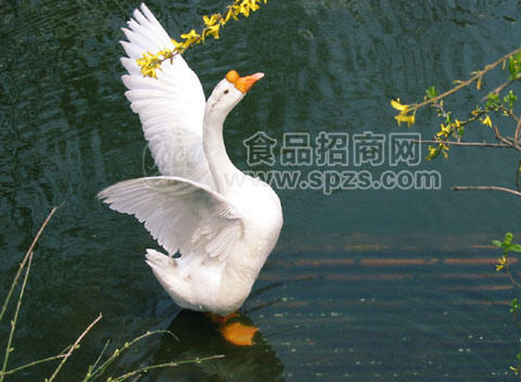荣昌鹅丨荣昌鹅苗价格丨荣昌鹅厂家丨荣昌鹅批发