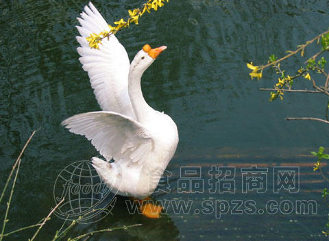 江苏大种鹅苗价格丨江苏鹅苗报价丨江苏鹅苗多少钱一只丨