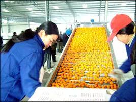 供應南豐蜜桔，南豐貢桔