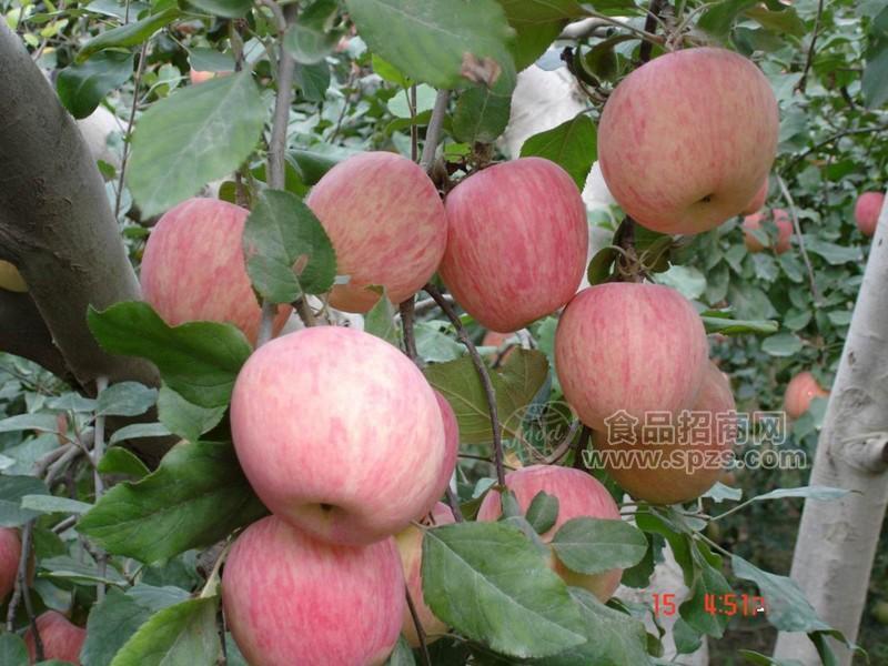 2012陕西红富士苹果价格，红富士苹果价格，红富士苹果销售