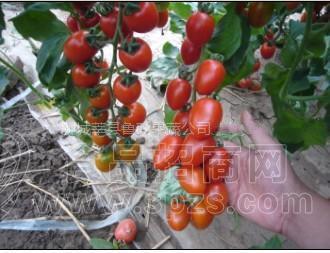 供应圣女果 小柿子樱桃番茄