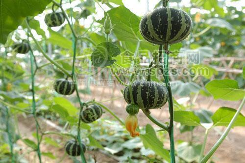丰收时节5玩偶南瓜