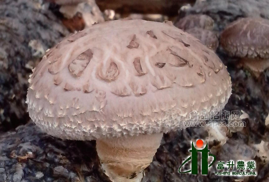 供应FS-808品种菌棒