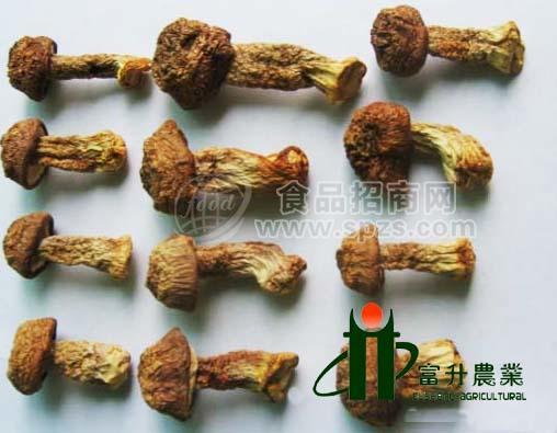 巴西蘑菇批發(fā)姬松茸廠家直銷(xiāo)