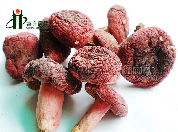 紅菇批發(fā)紅菇廠家直銷(xiāo)