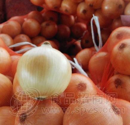 长期出售洋葱