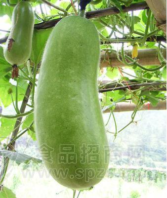 冬瓜 批发 产地直销