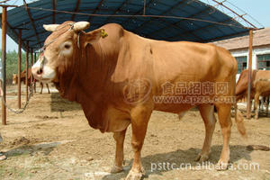 南阳黄牛肉 五香酱卤牛肉系列