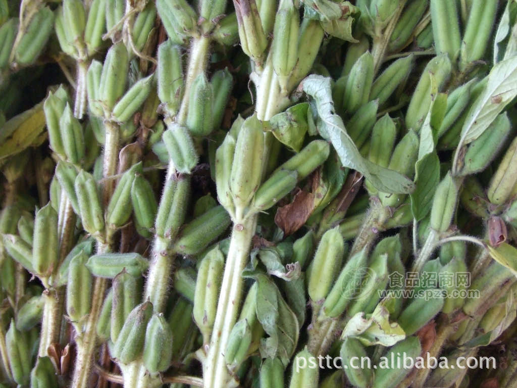 農(nóng)家自制純香油芝麻油 自產(chǎn)自銷 純度100%