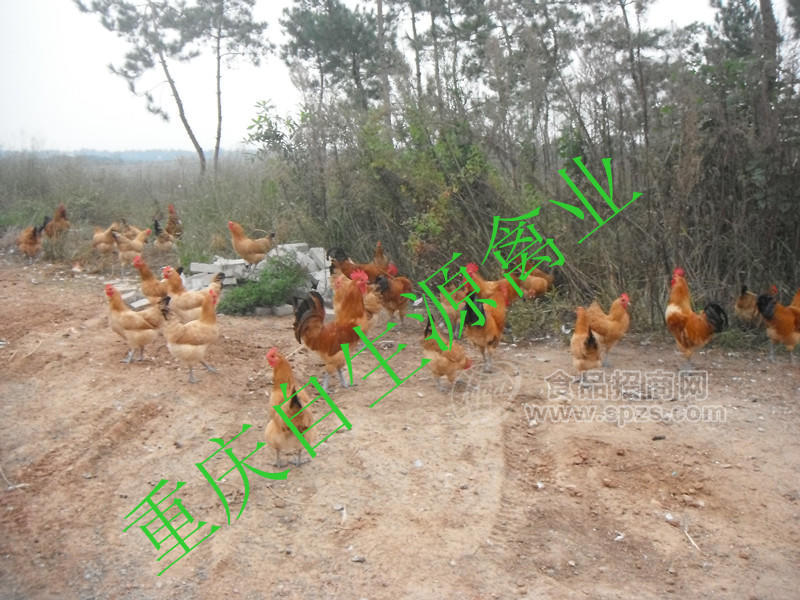 重庆土鸡苗价格，重庆土鸡苗交易，重庆土鸡苗买卖