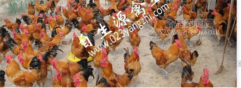 城口土鸡苗，城口旧院黑鸡苗，城口青脚红羽土鸡苗，城口绿壳蛋鸡苗，城口土鸡养殖技术，城口土鸡苗交易，城口土鸡苗买卖