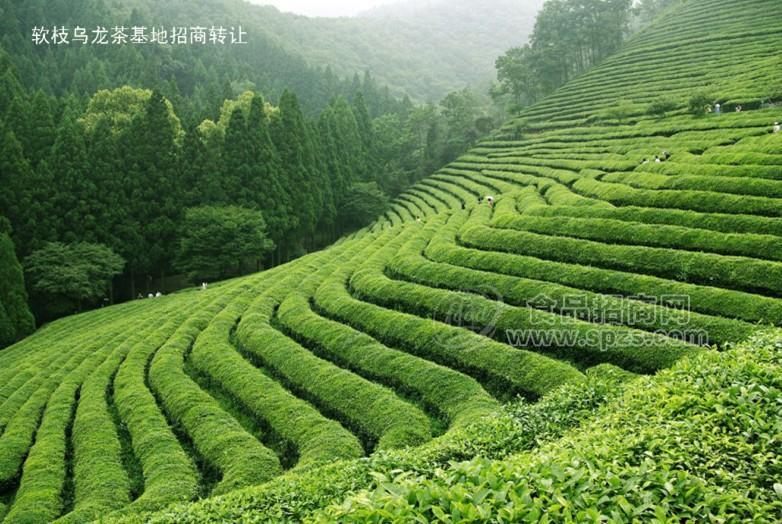 ·乌龙茶基地招商转让 