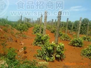供应 香辛料|调味料|香料-黑椒碎|黑椒粉|胡椒