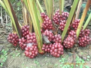 供應(yīng) 香辛料 草果和草果粉（草果仁 草果子 老蔻