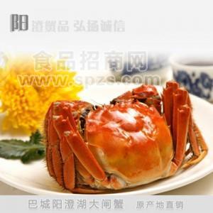 正宗鲜活阳澄湖大闸蟹原产地巴城直销 母蟹单只 3.4+两