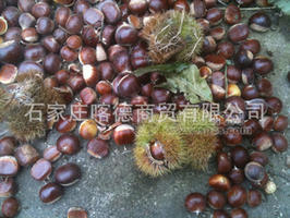 70-80炒货，优质精选，货品上乘，价格便宜，欢迎您前来采购