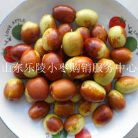 乐陵金丝小枣