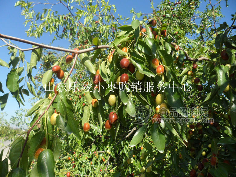 乐陵小枣