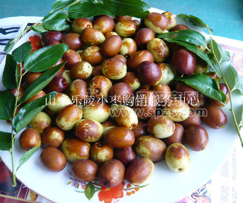 乐陵小枣（脆小枣）