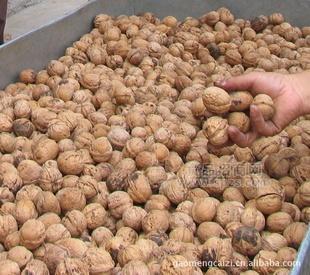 优质核桃，核桃批发、大量核桃